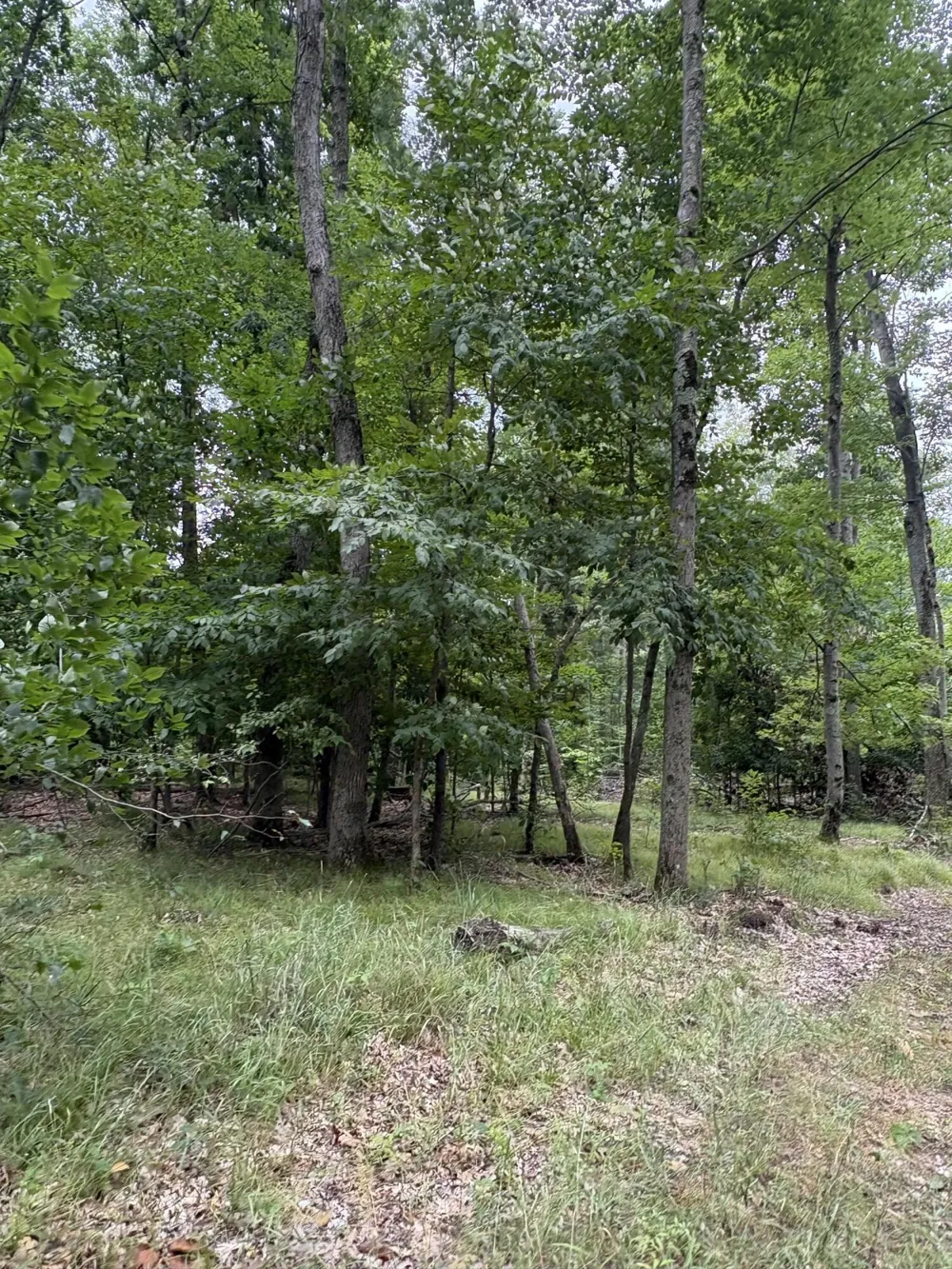 5 Mile Road Morley, MI 49336