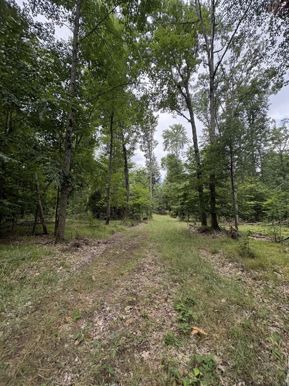 5 Mile Road Morley, MI 49336