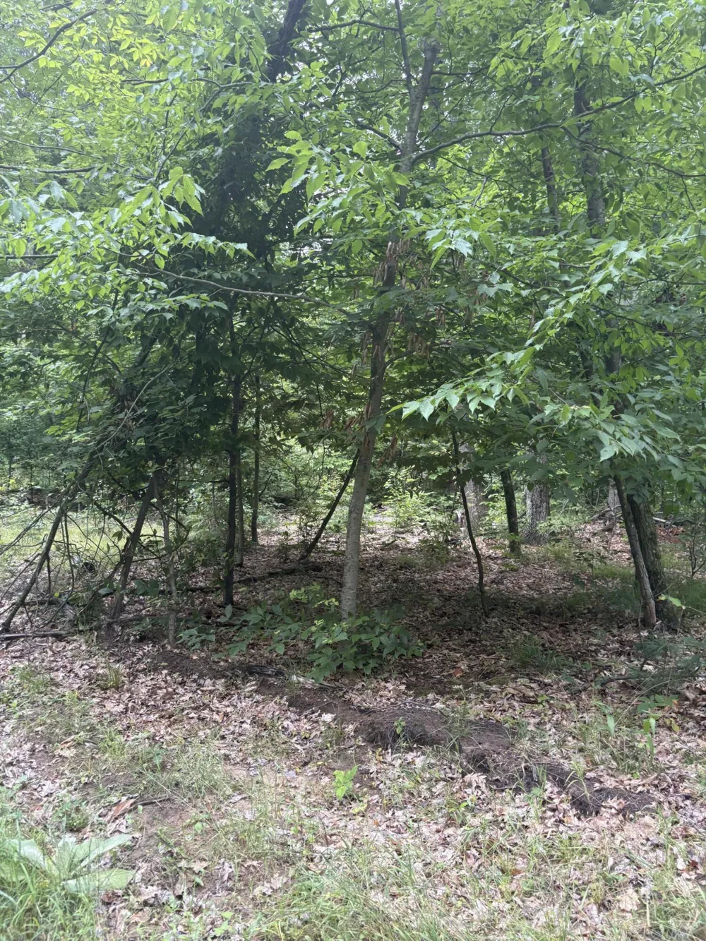 5 Mile Road Morley, MI 49336