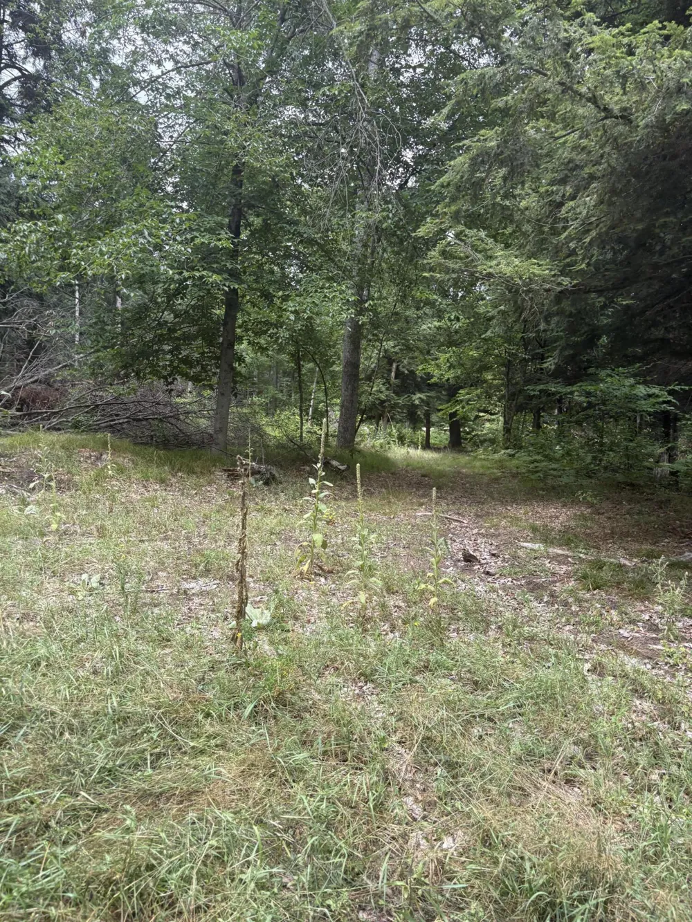 5 Mile Road Morley, MI 49336