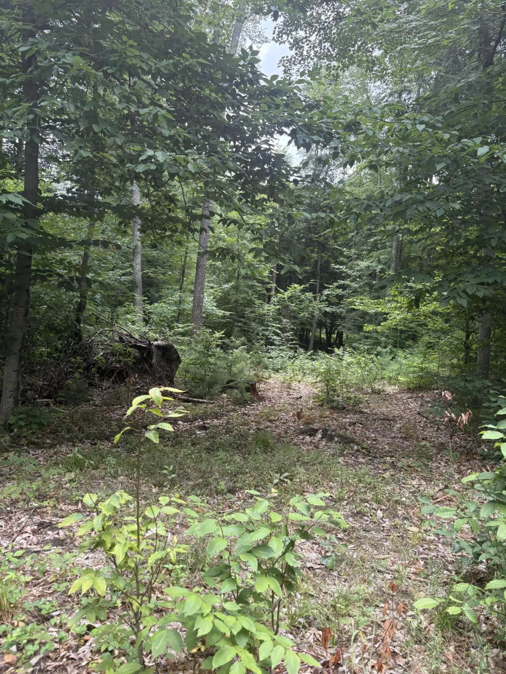5 Mile Road Morley, MI 49336