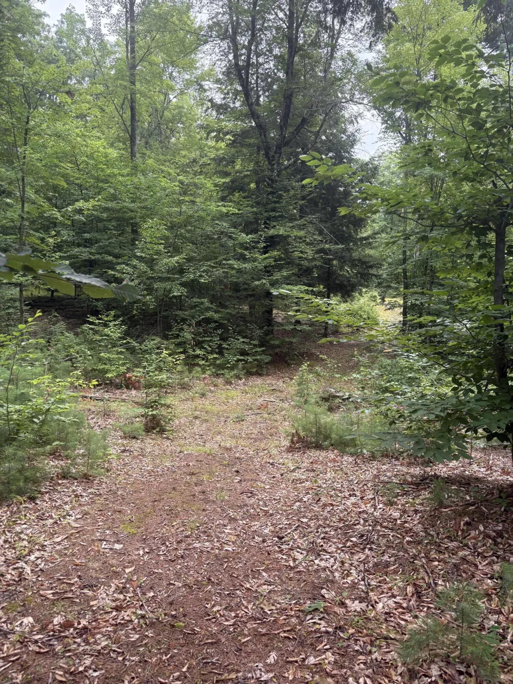 5 Mile Road Morley, MI 49336