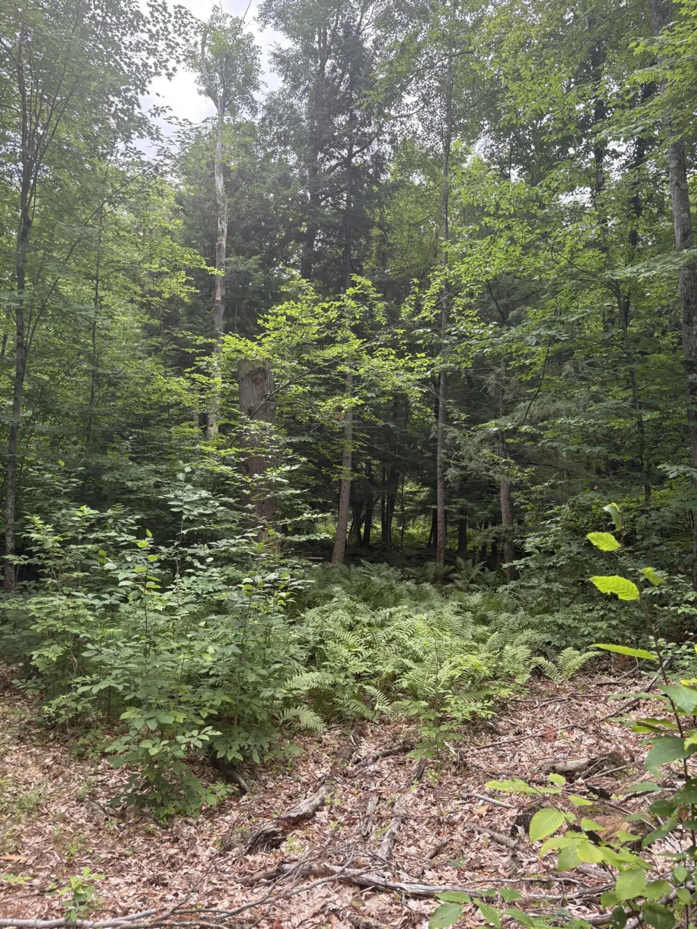 5 Mile Road Morley, MI 49336