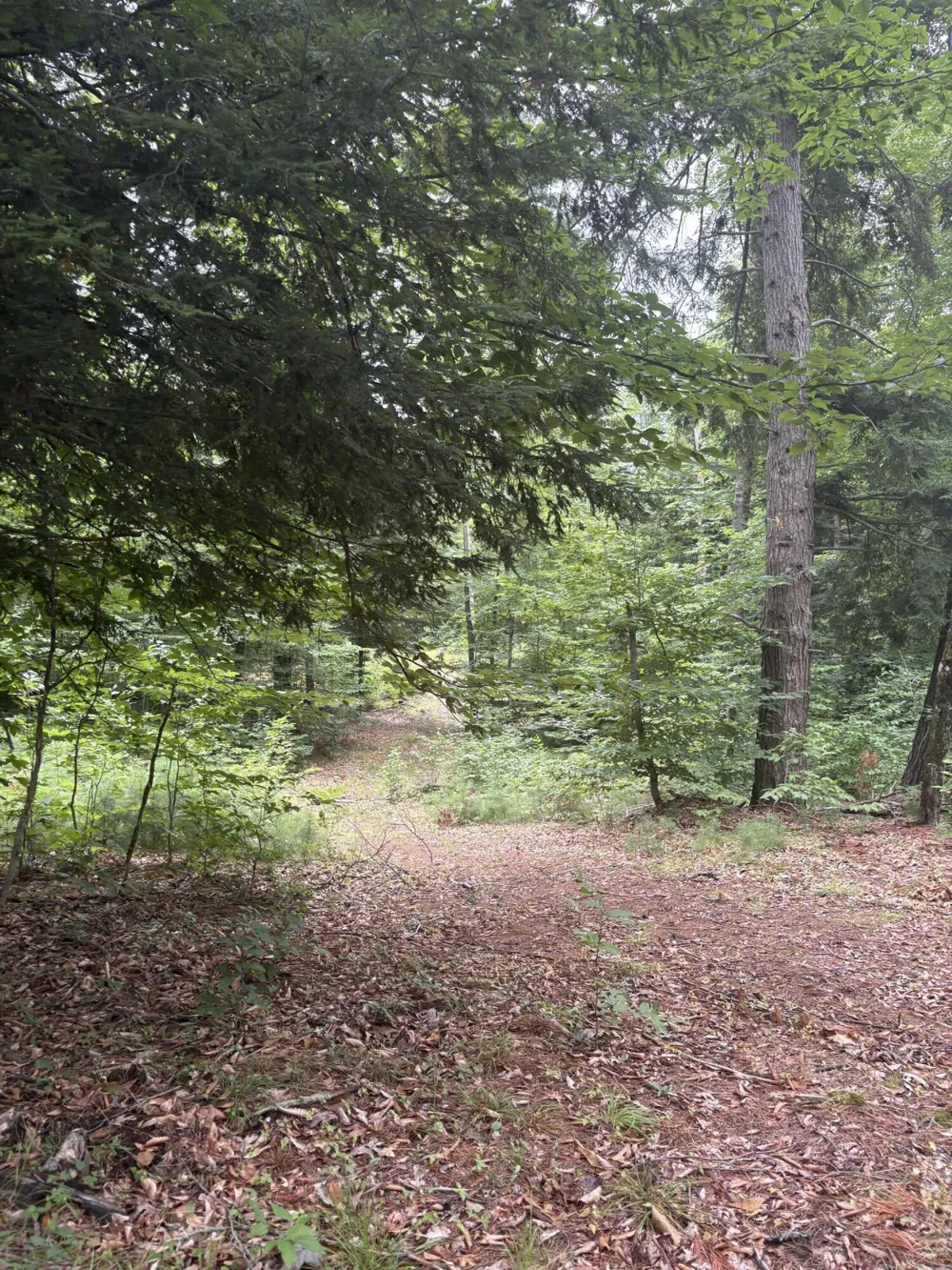 5 Mile Road Morley, MI 49336