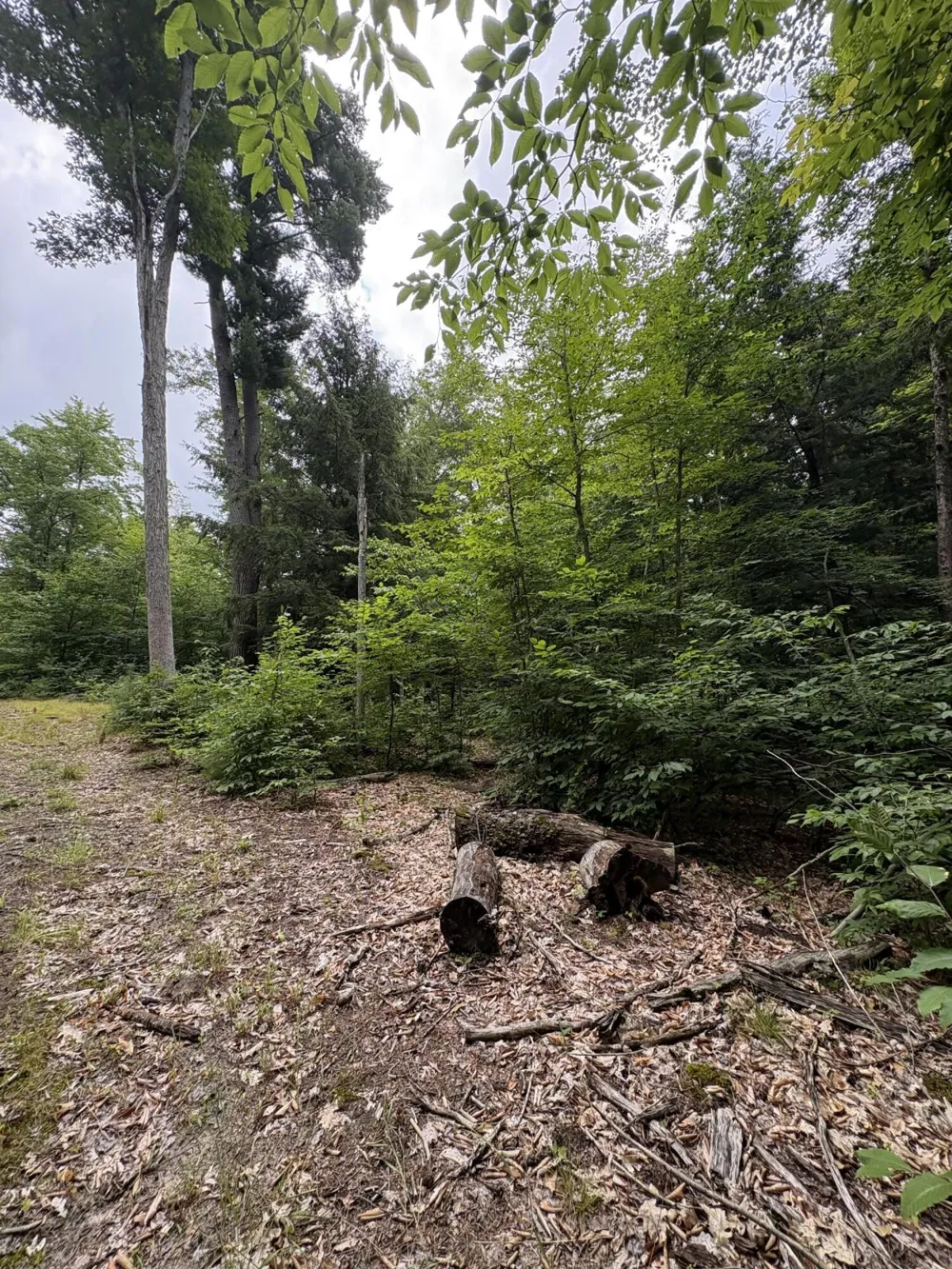 5 Mile Road Morley, MI 49336