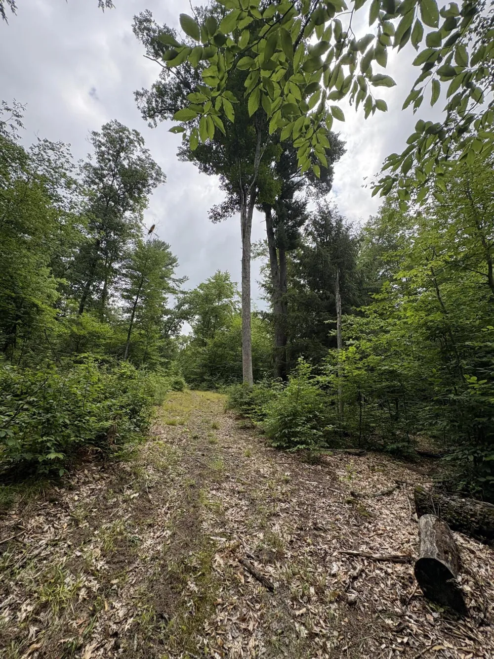 5 Mile Road Morley, MI 49336