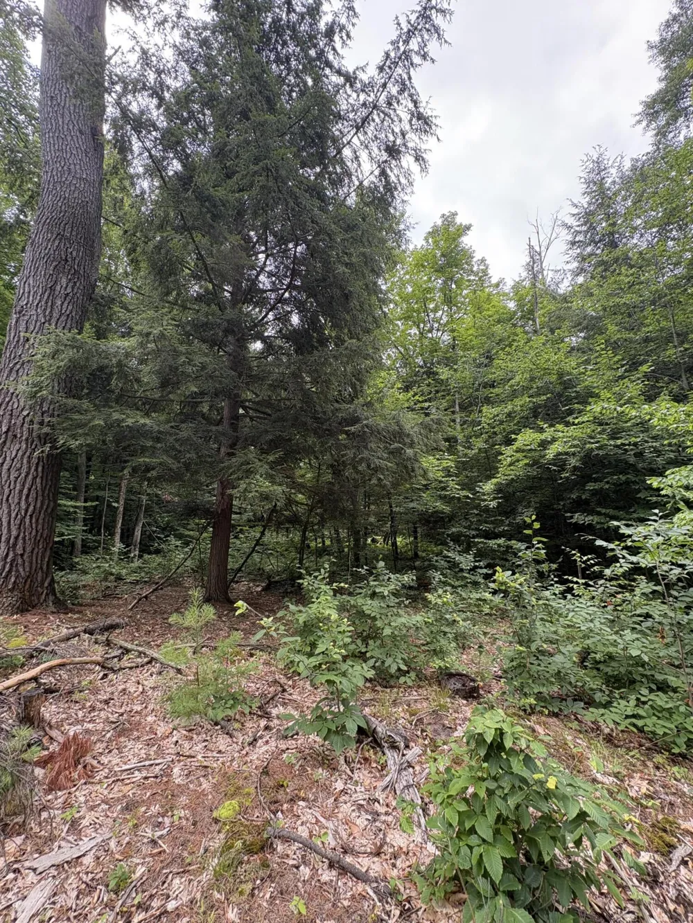 5 Mile Road Morley, MI 49336