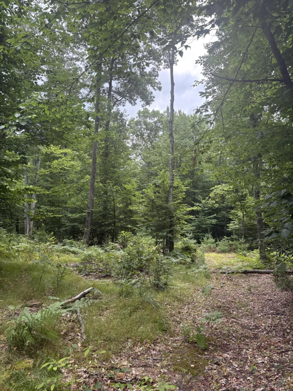 5 Mile Road Morley, MI 49336
