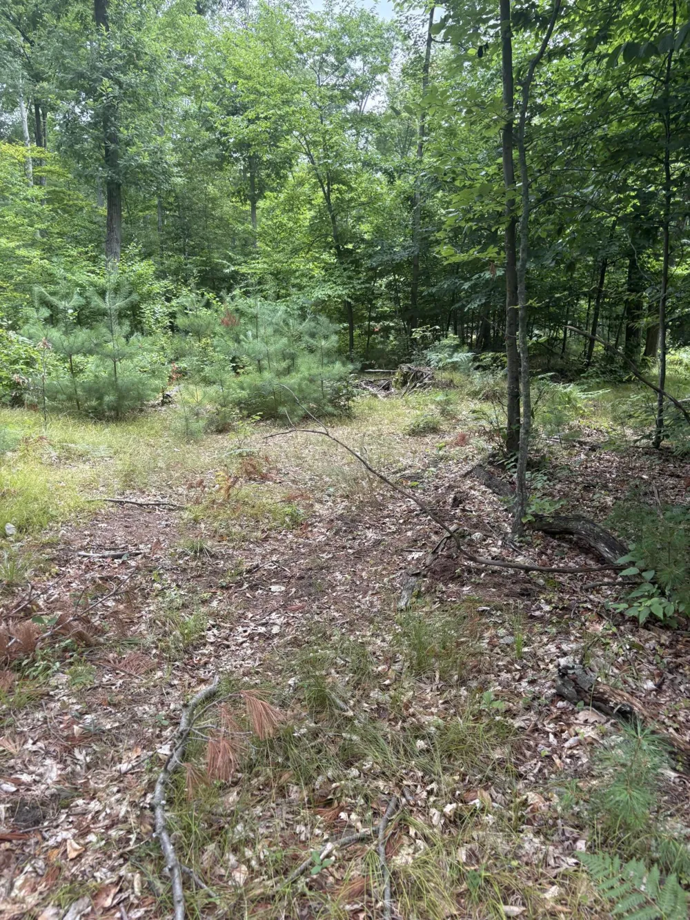 5 Mile Road Morley, MI 49336