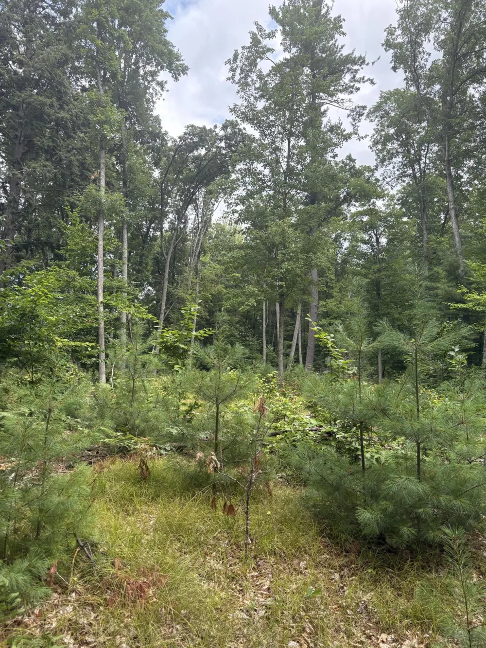 5 Mile Road Morley, MI 49336