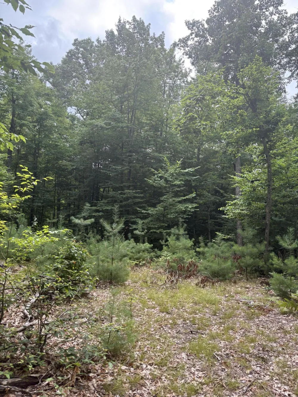 5 Mile Road Morley, MI 49336