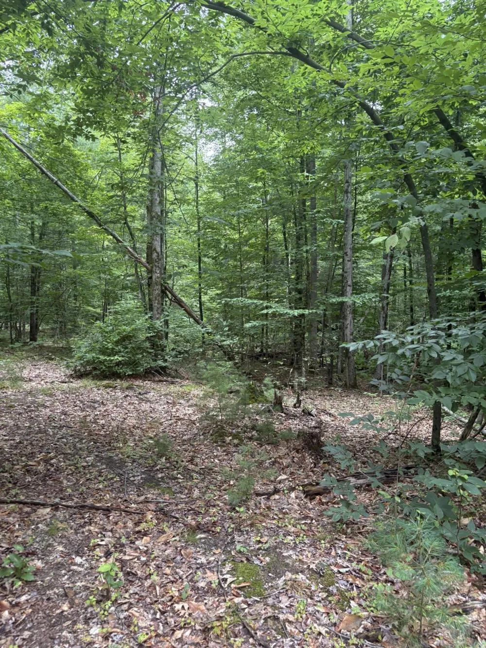 5 Mile Road Morley, MI 49336
