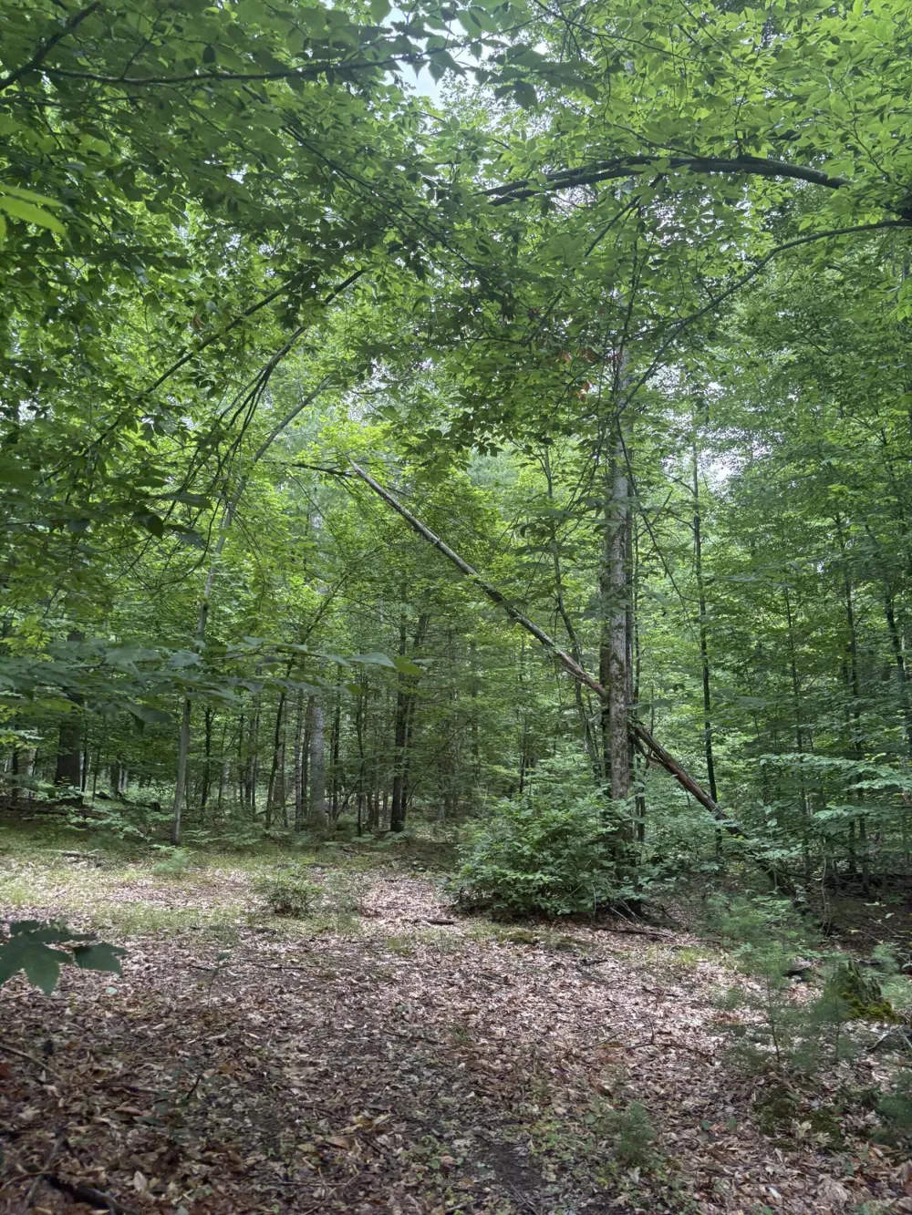 5 Mile Road Morley, MI 49336