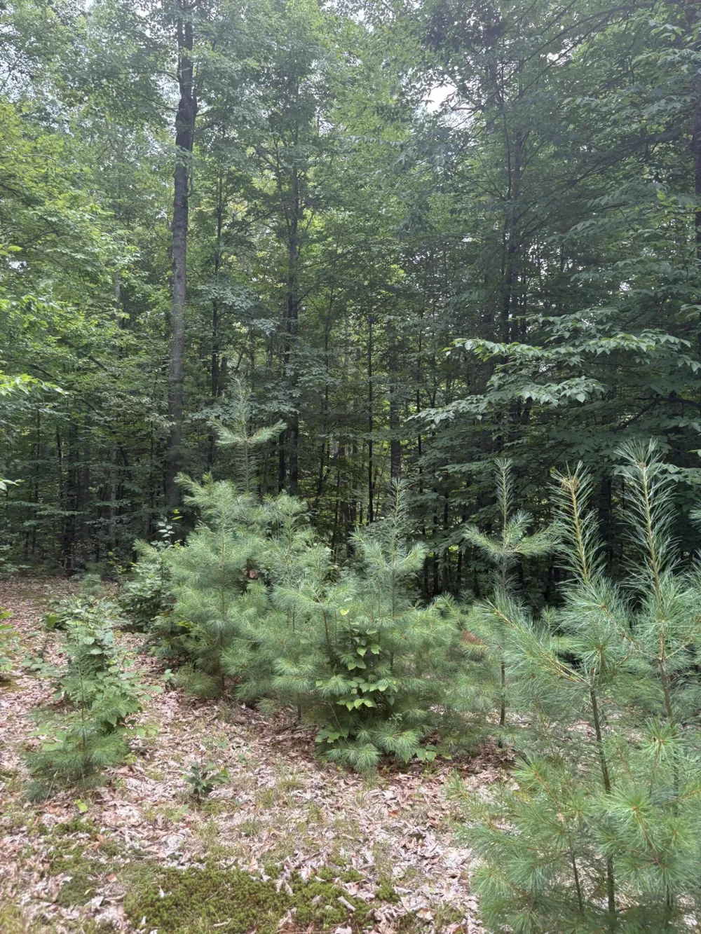 5 Mile Road Morley, MI 49336