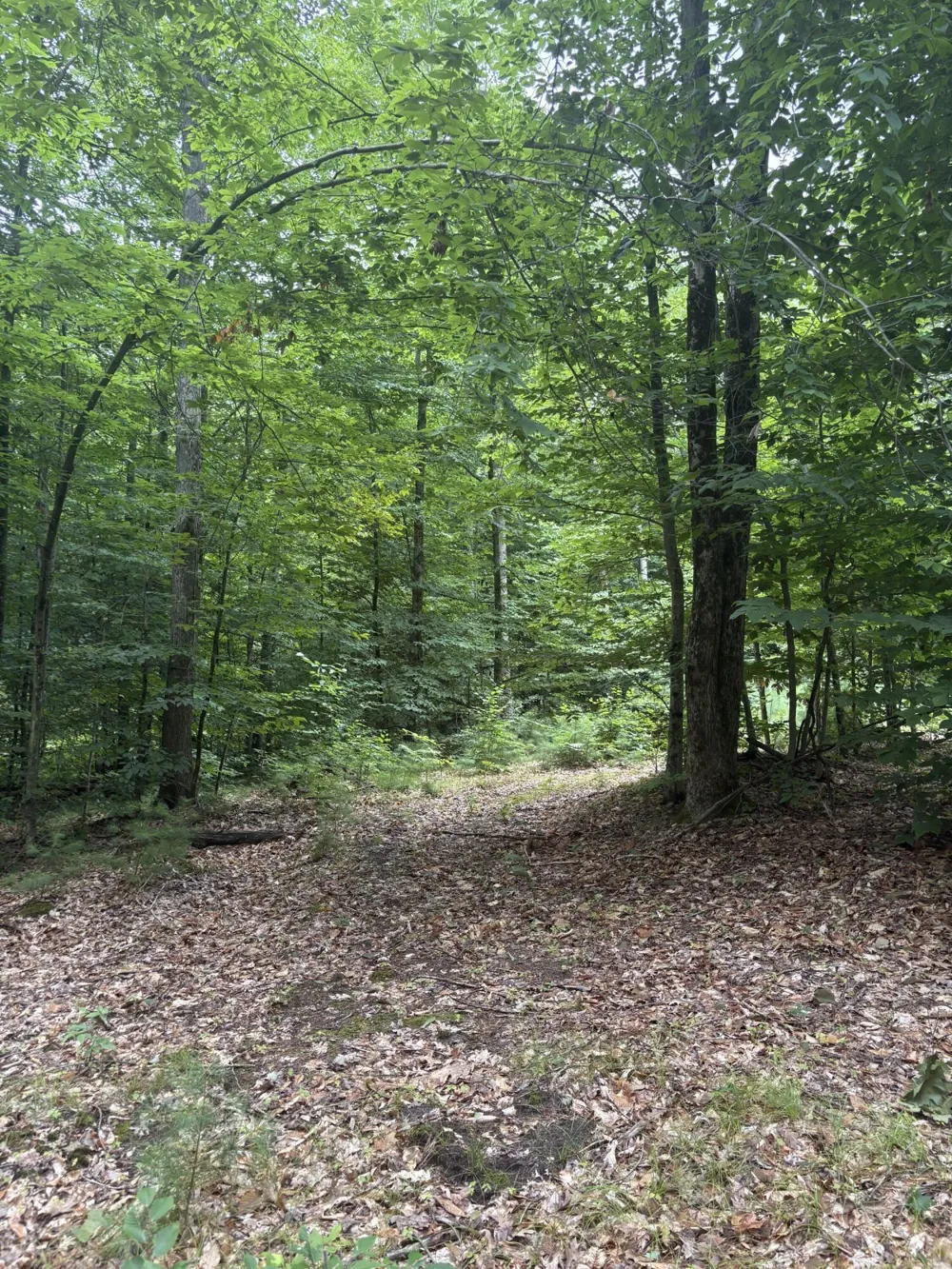 5 Mile Road Morley, MI 49336
