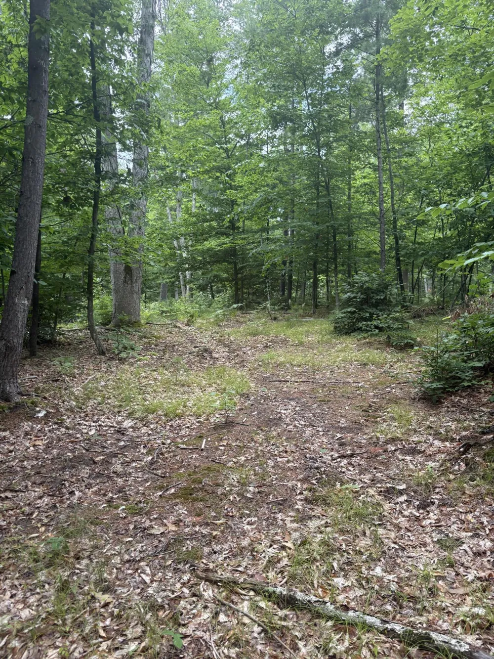 5 Mile Road Morley, MI 49336