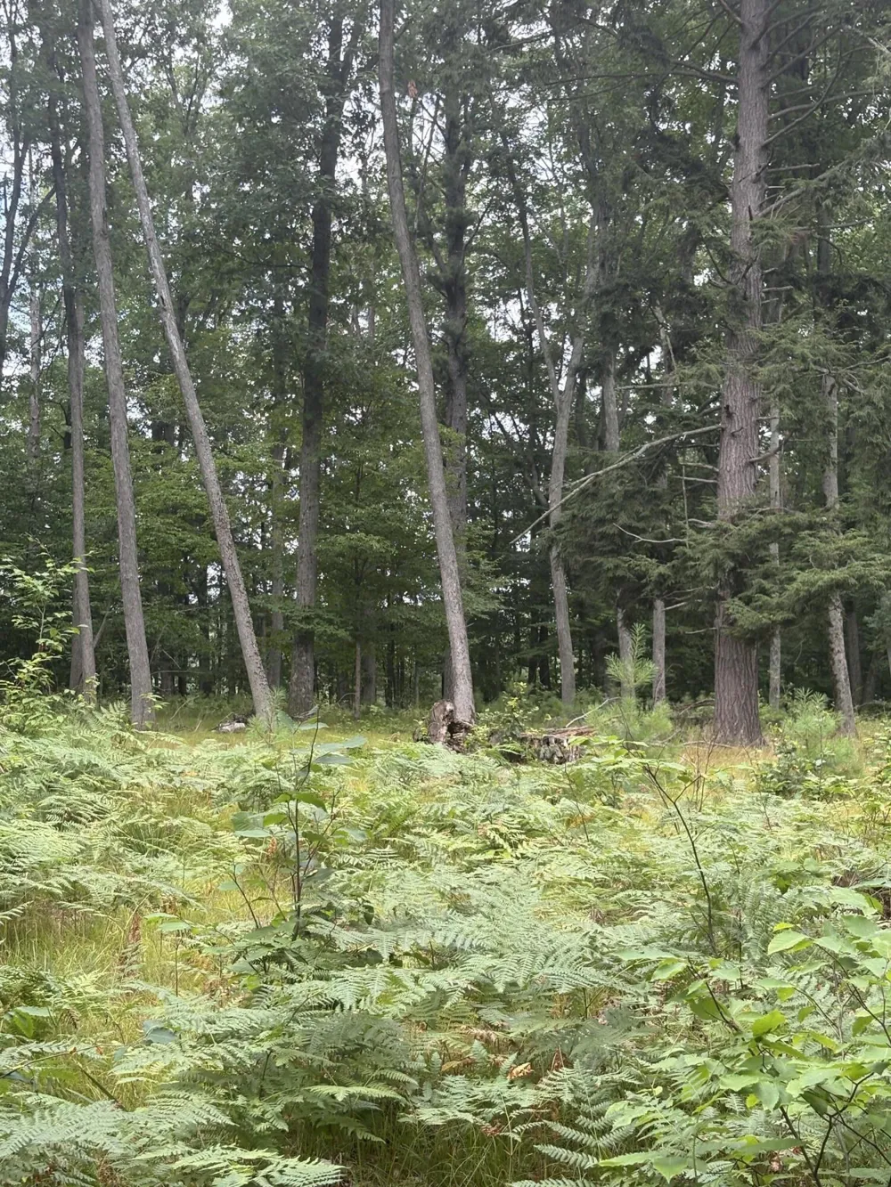 5 Mile Road Morley, MI 49336