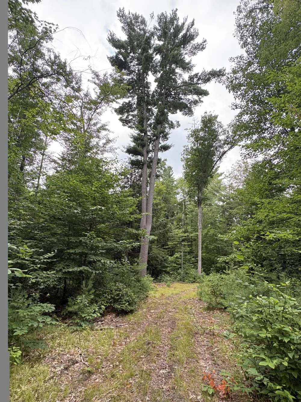 5 Mile Road Morley, MI 49336