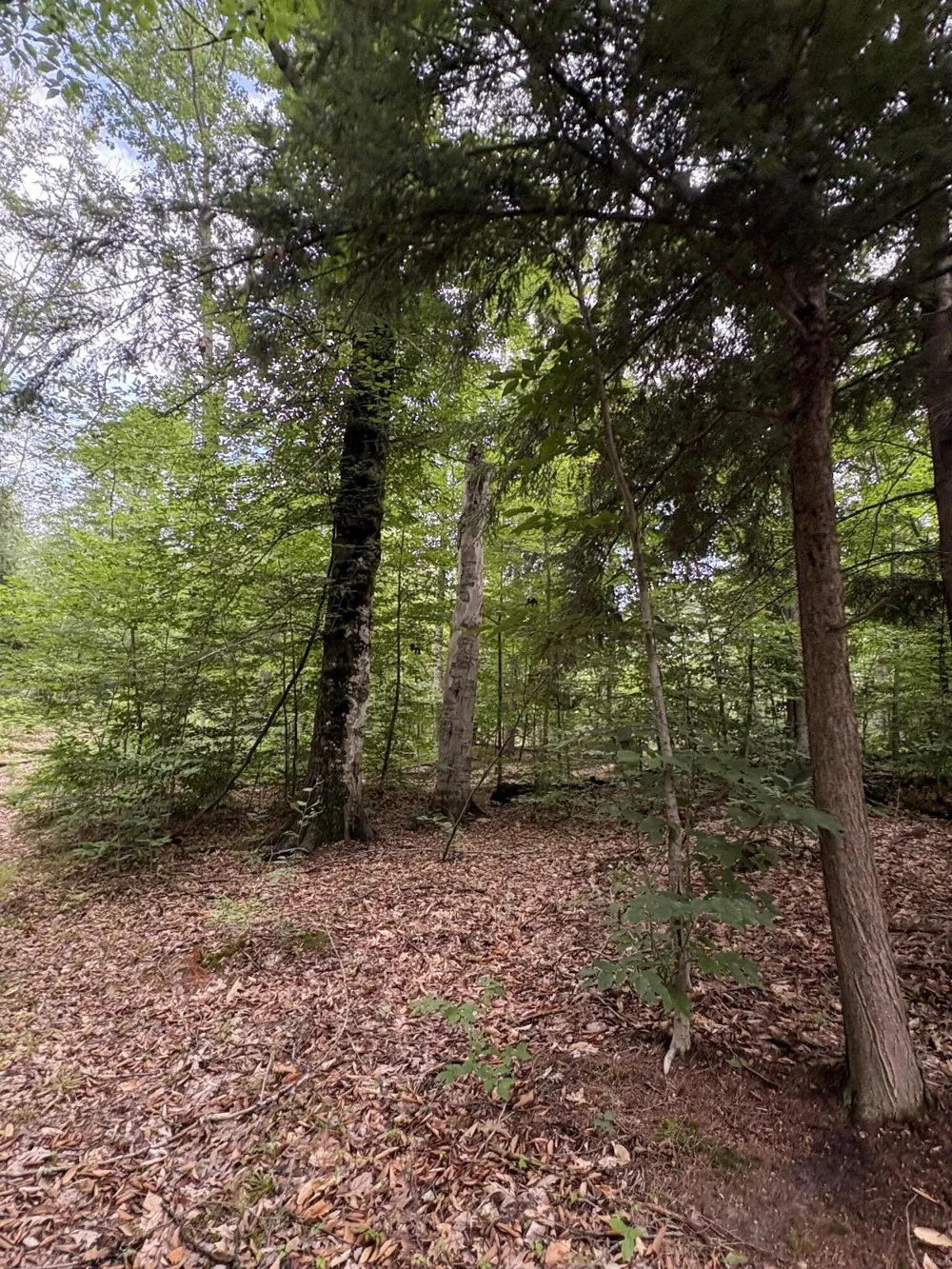 5 Mile Road Morley, MI 49336