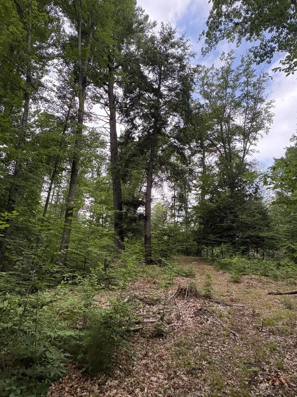 5 Mile Road Morley, MI 49336
