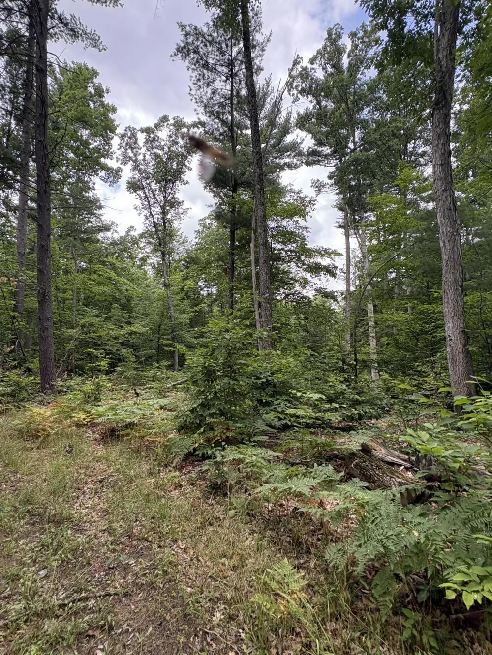 5 Mile Road Morley, MI 49336