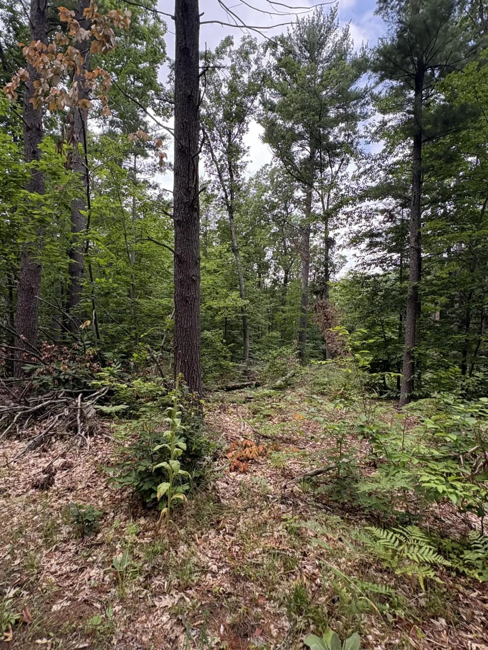 5 Mile Road Morley, MI 49336