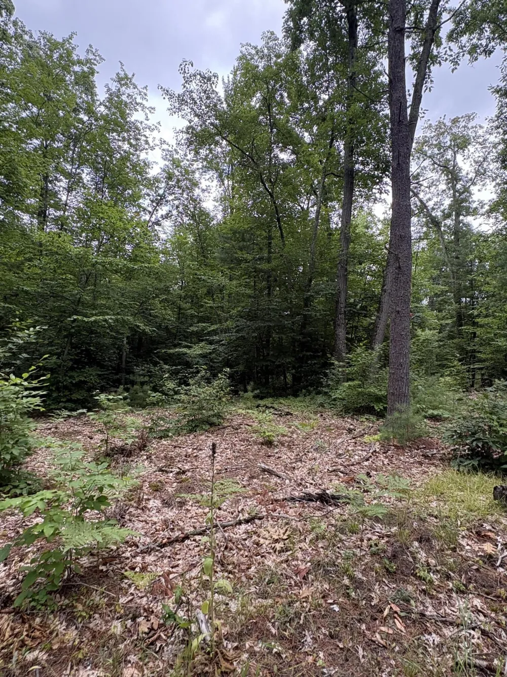 5 Mile Road Morley, MI 49336