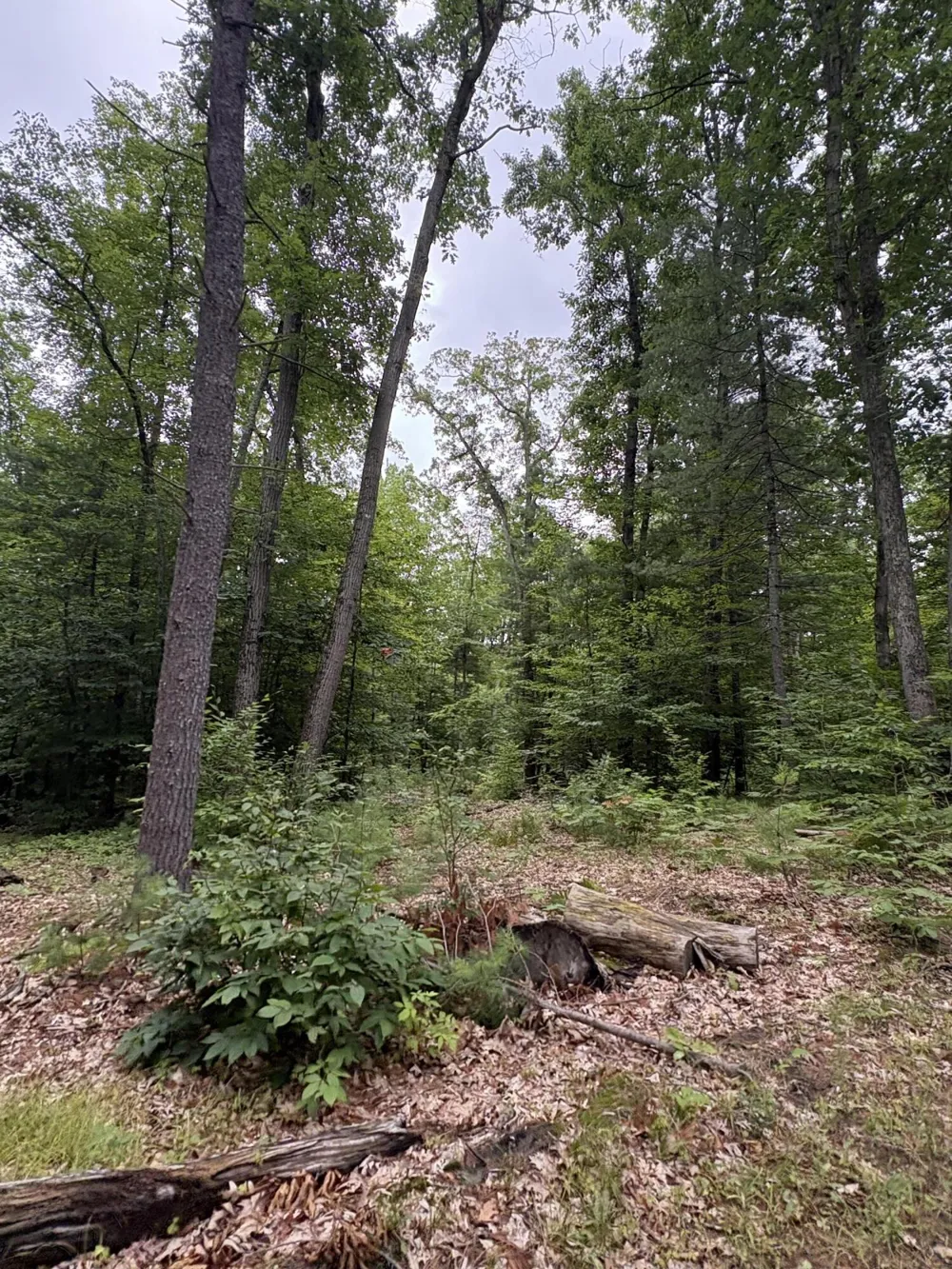 5 Mile Road Morley, MI 49336