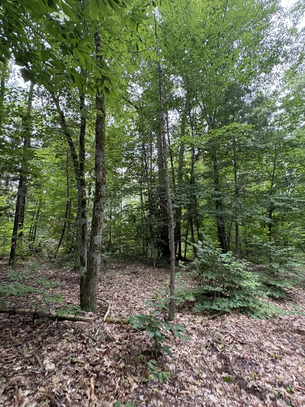 5 Mile Road Morley, MI 49336
