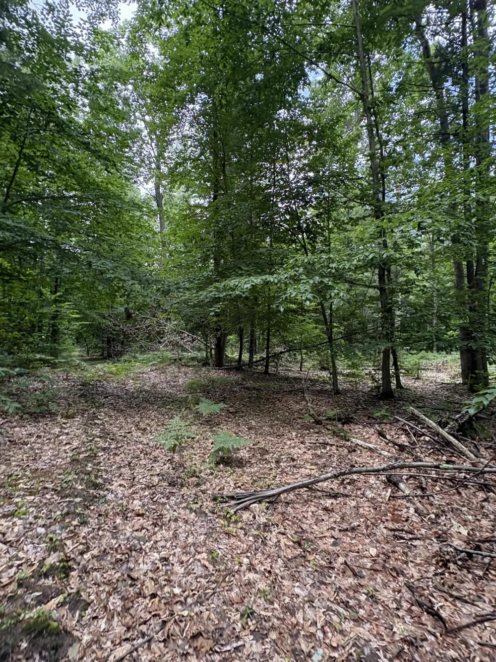 5 Mile Road Morley, MI 49336