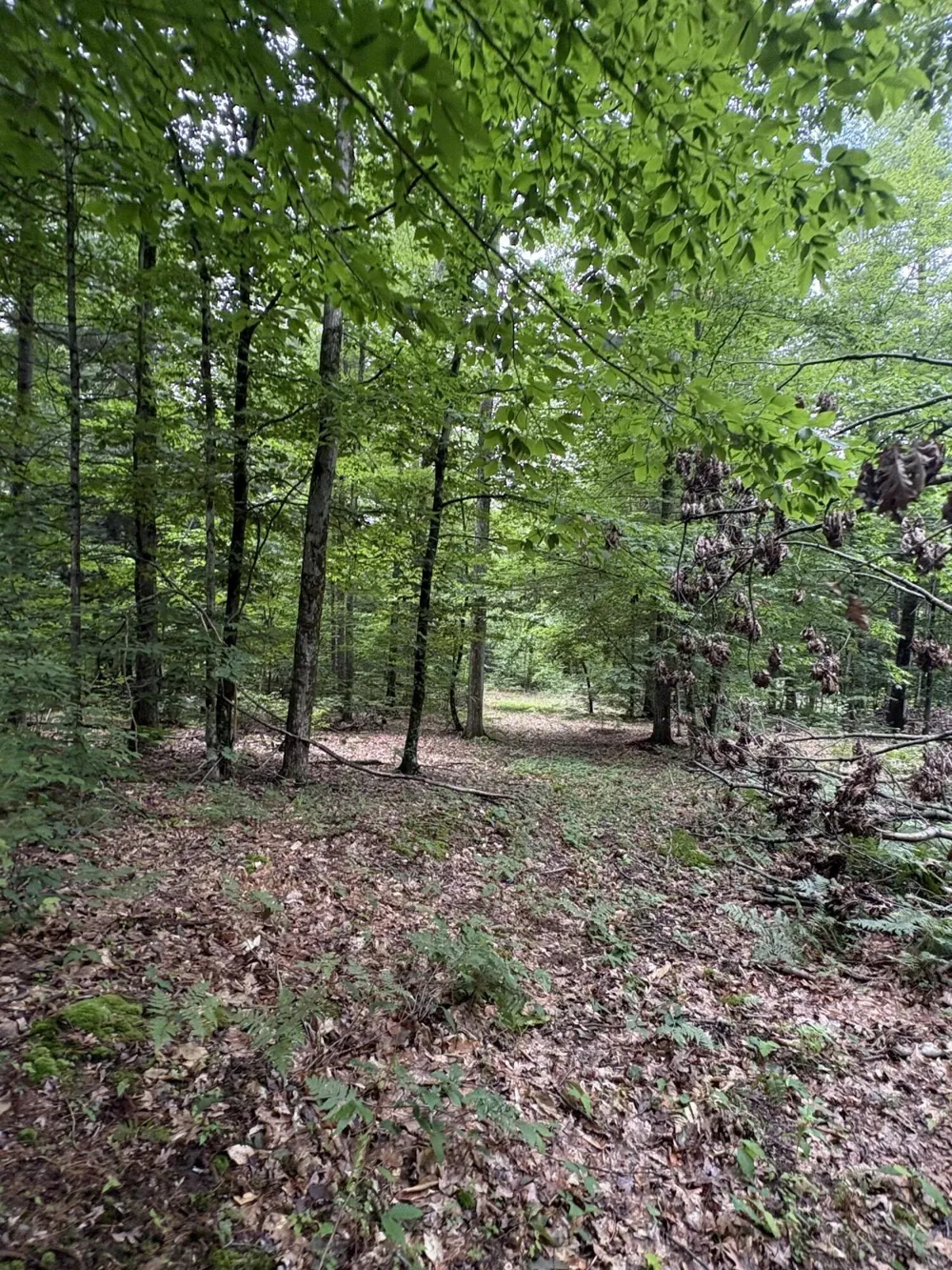 5 Mile Road Morley, MI 49336