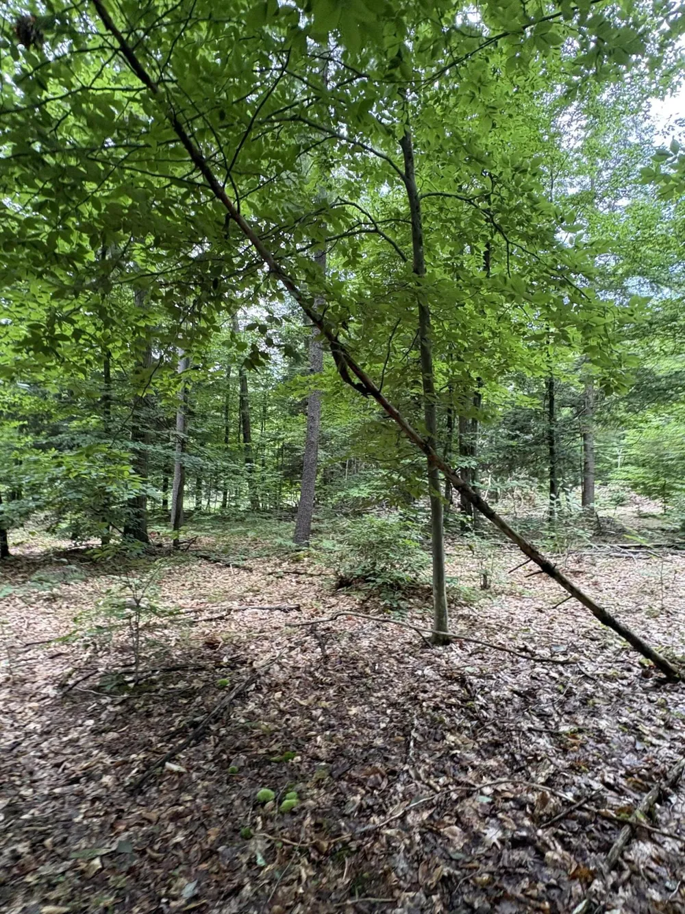 5 Mile Road Morley, MI 49336