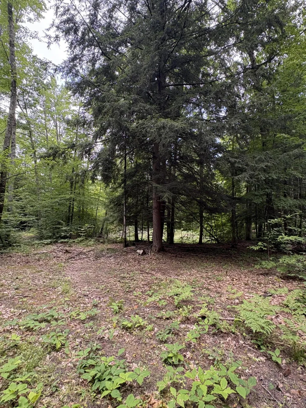 5 Mile Road Morley, MI 49336