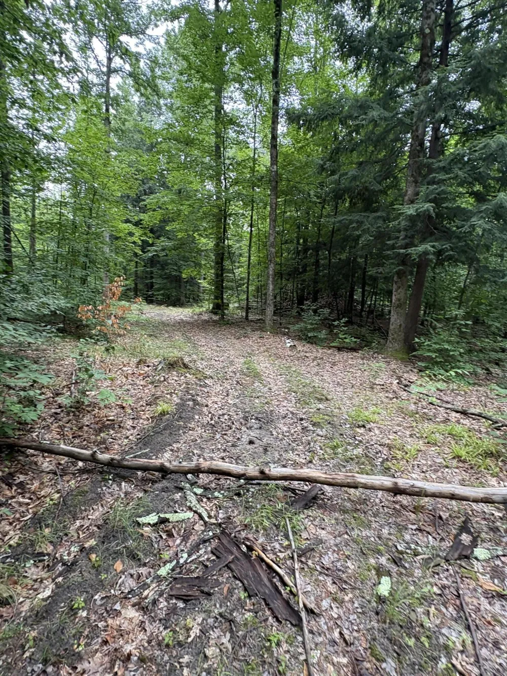 5 Mile Road Morley, MI 49336