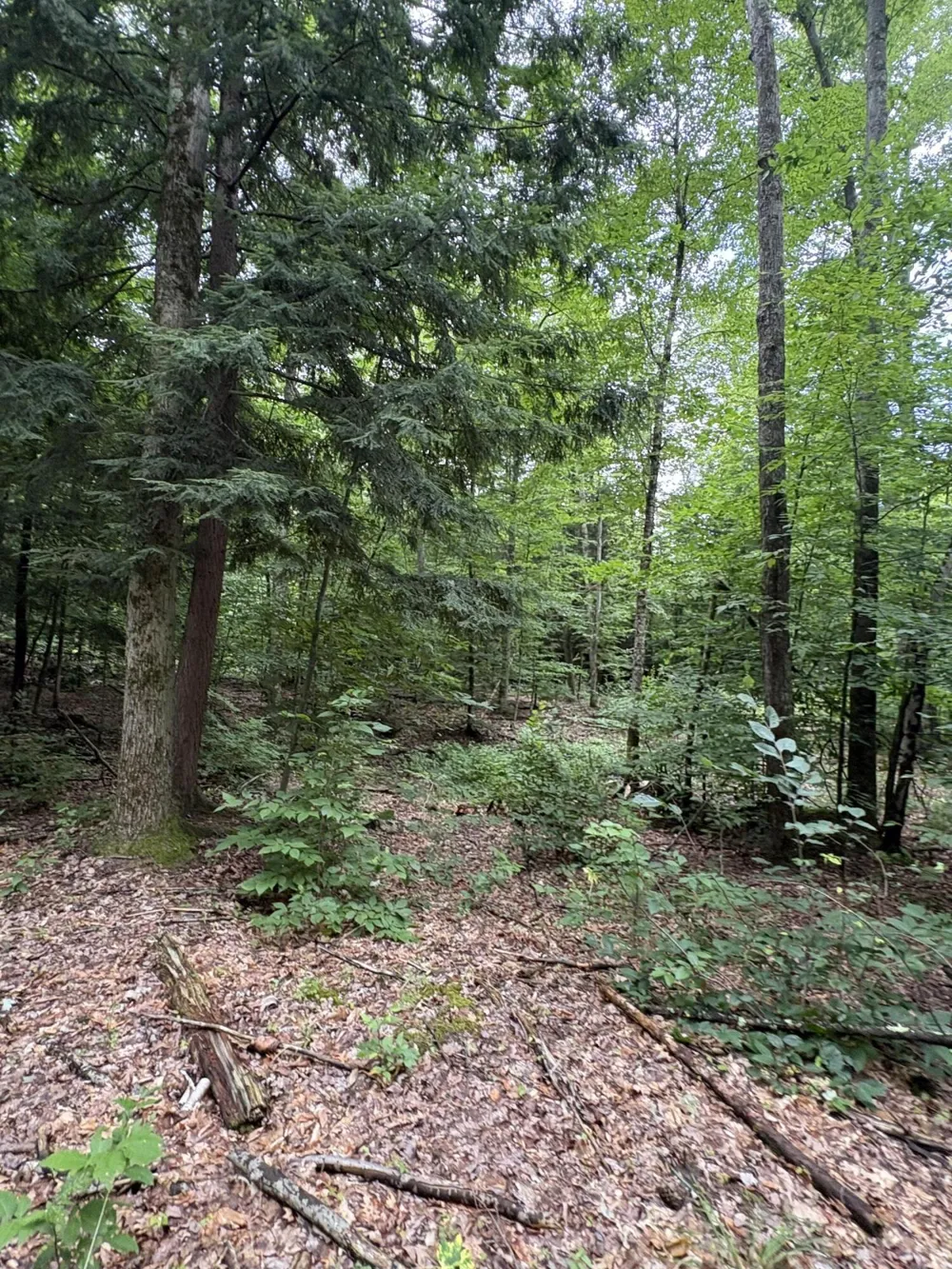 5 Mile Road Morley, MI 49336