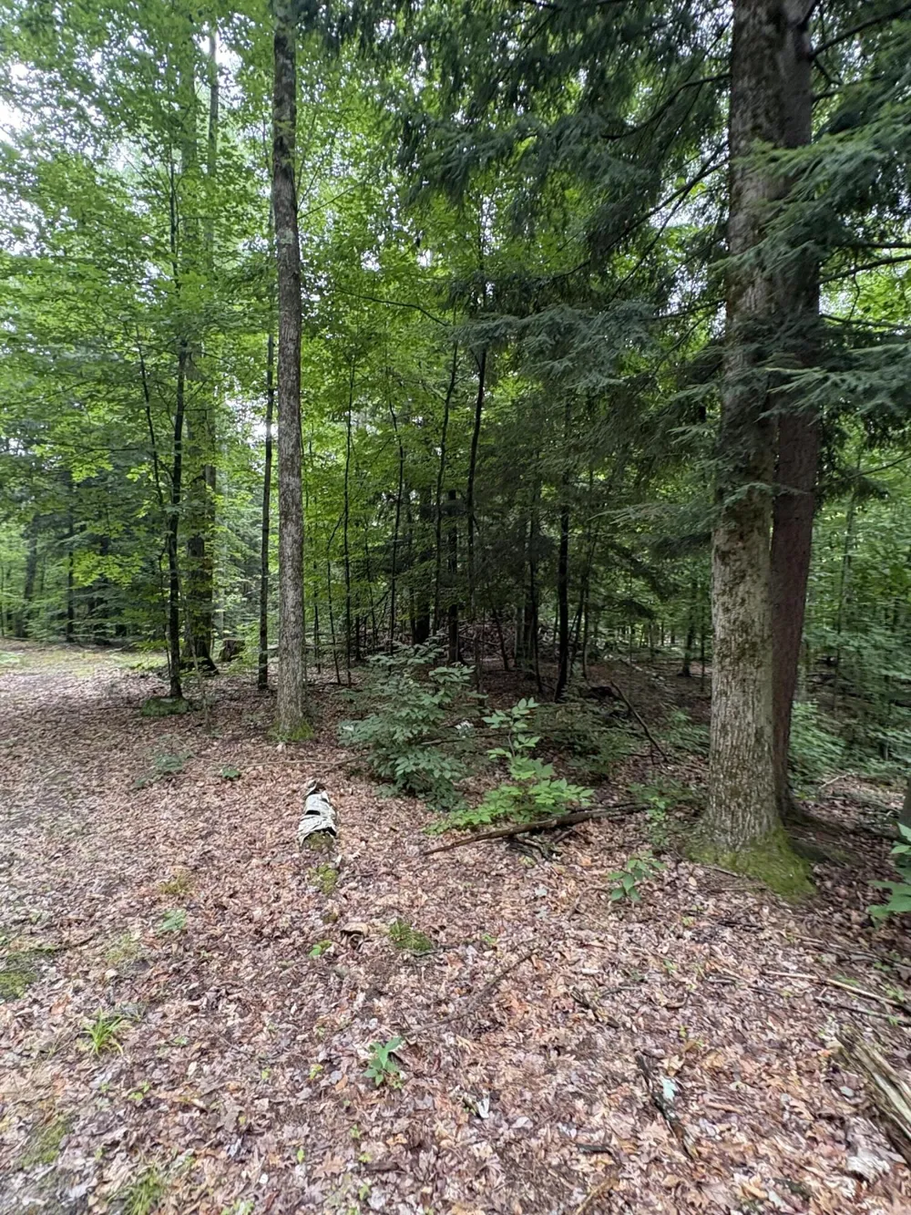 5 Mile Road Morley, MI 49336
