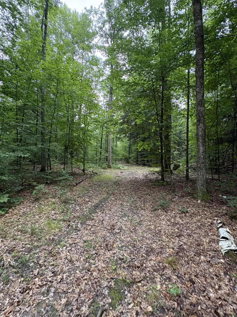 5 Mile Road Morley, MI 49336