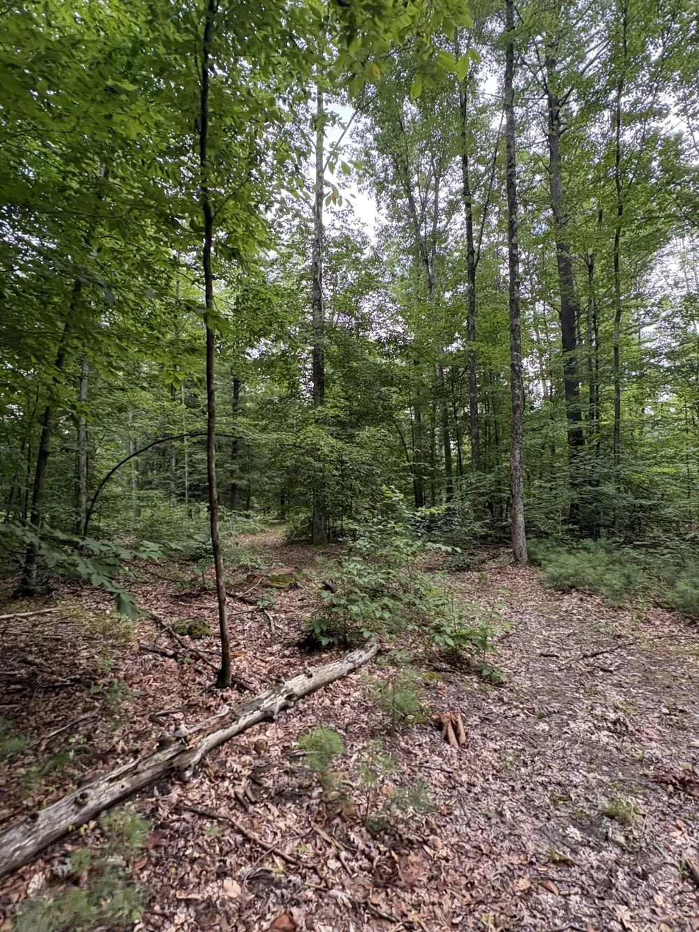 5 Mile Road Morley, MI 49336