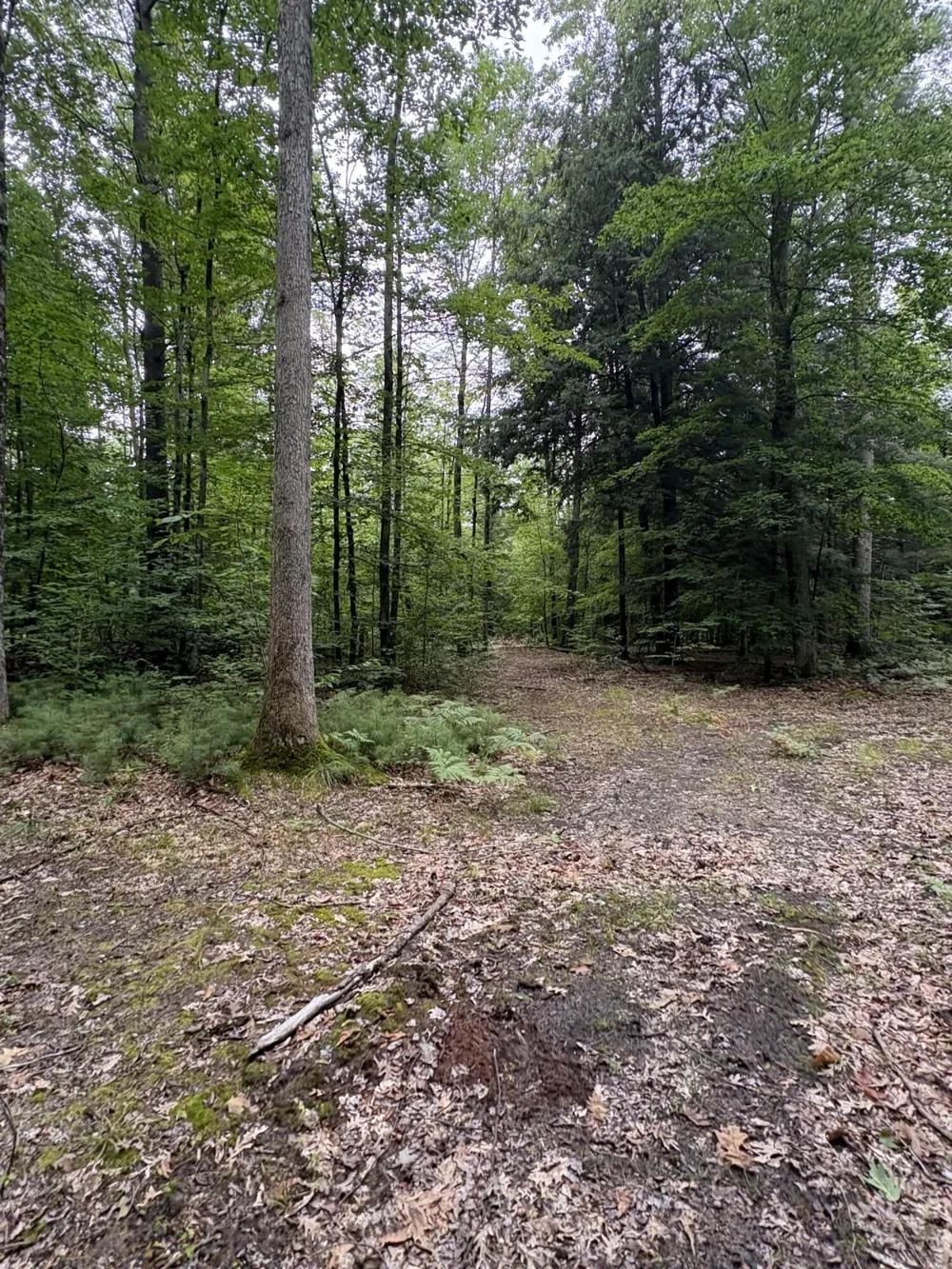 5 Mile Road Morley, MI 49336