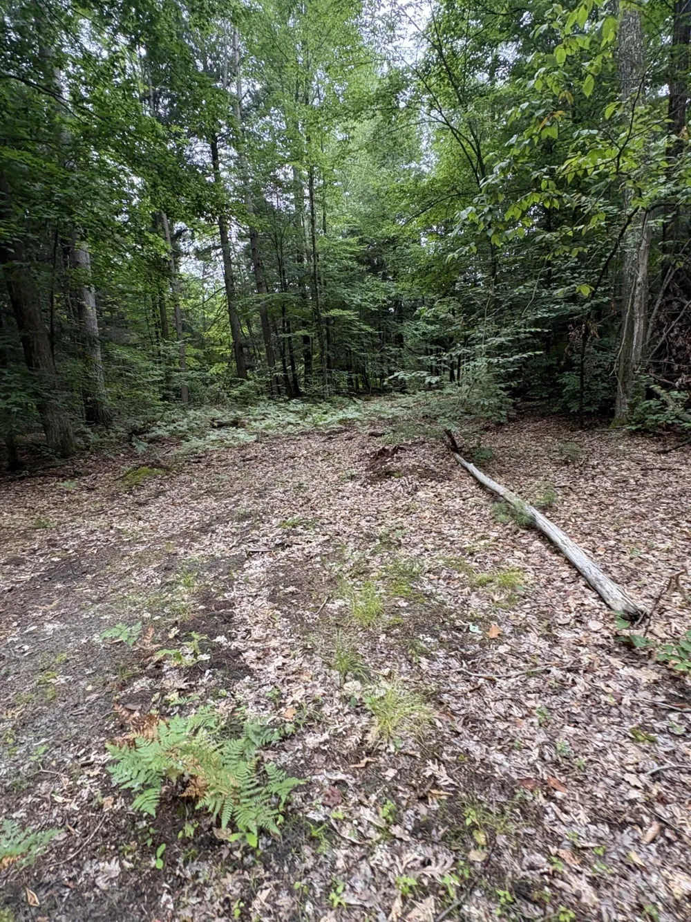 5 Mile Road Morley, MI 49336