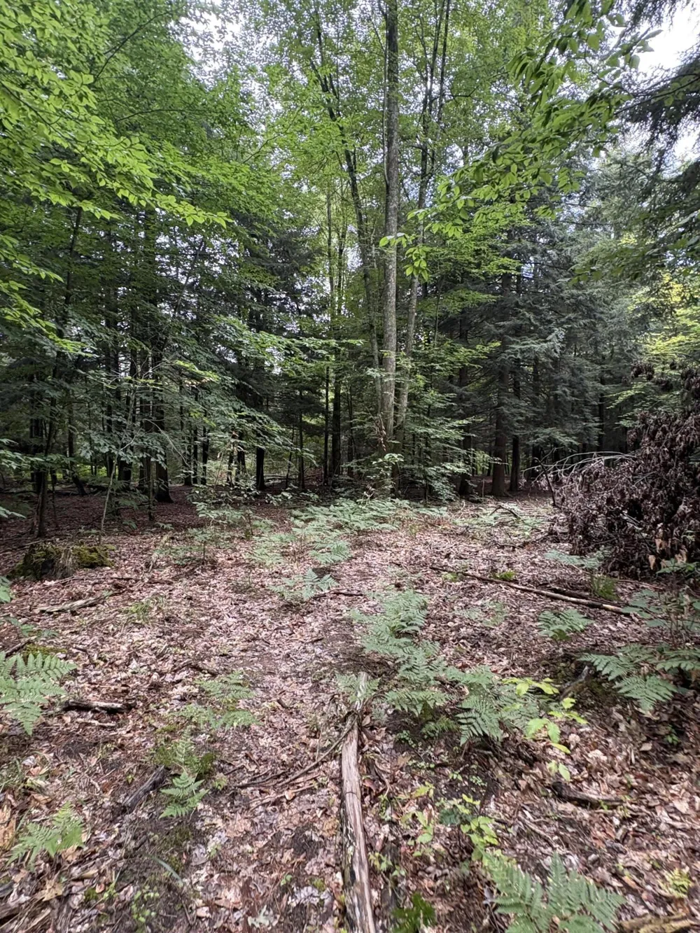 5 Mile Road Morley, MI 49336