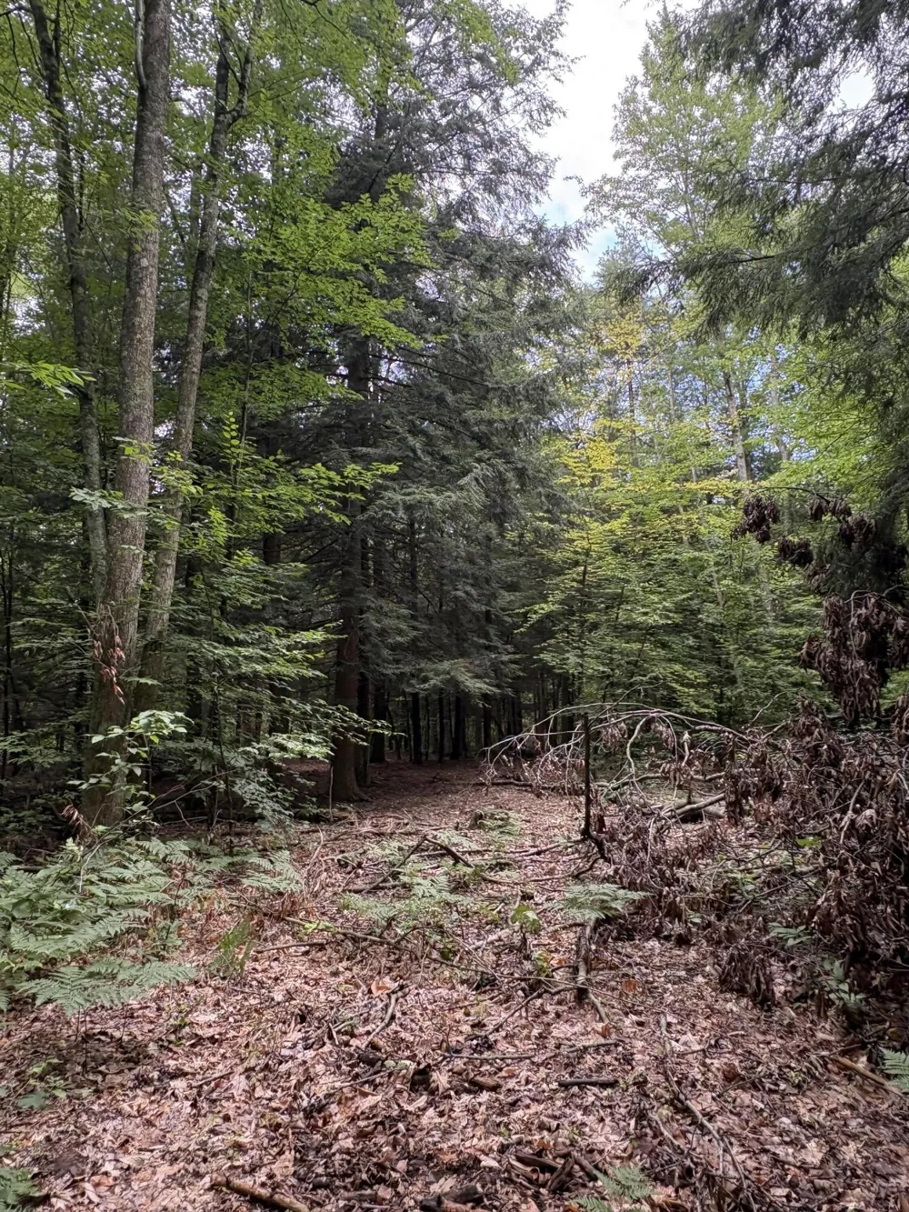 5 Mile Road Morley, MI 49336