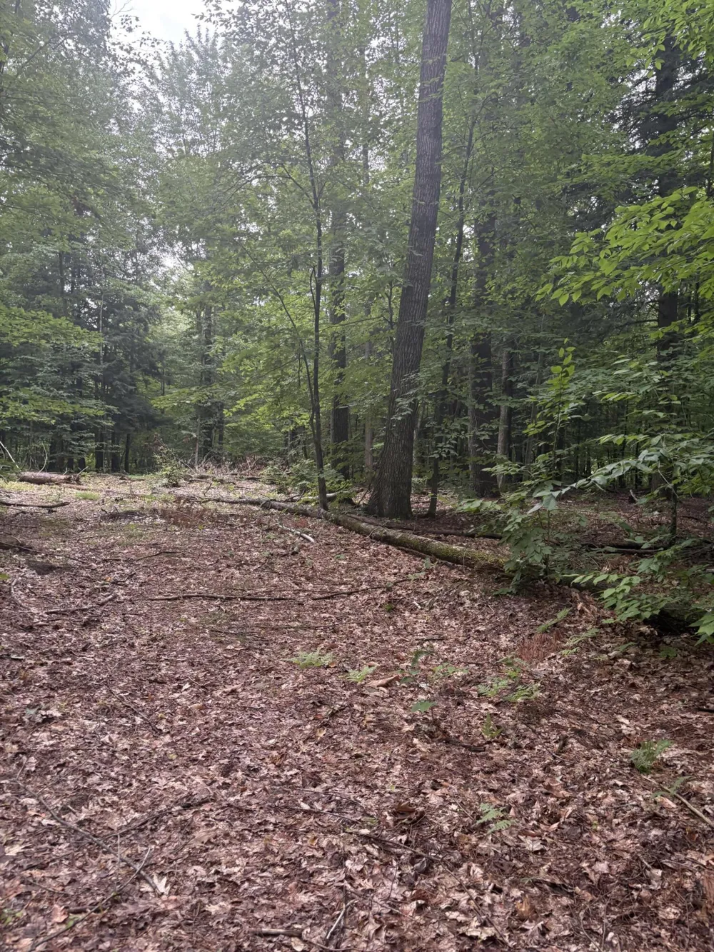 5 Mile Road Morley, MI 49336