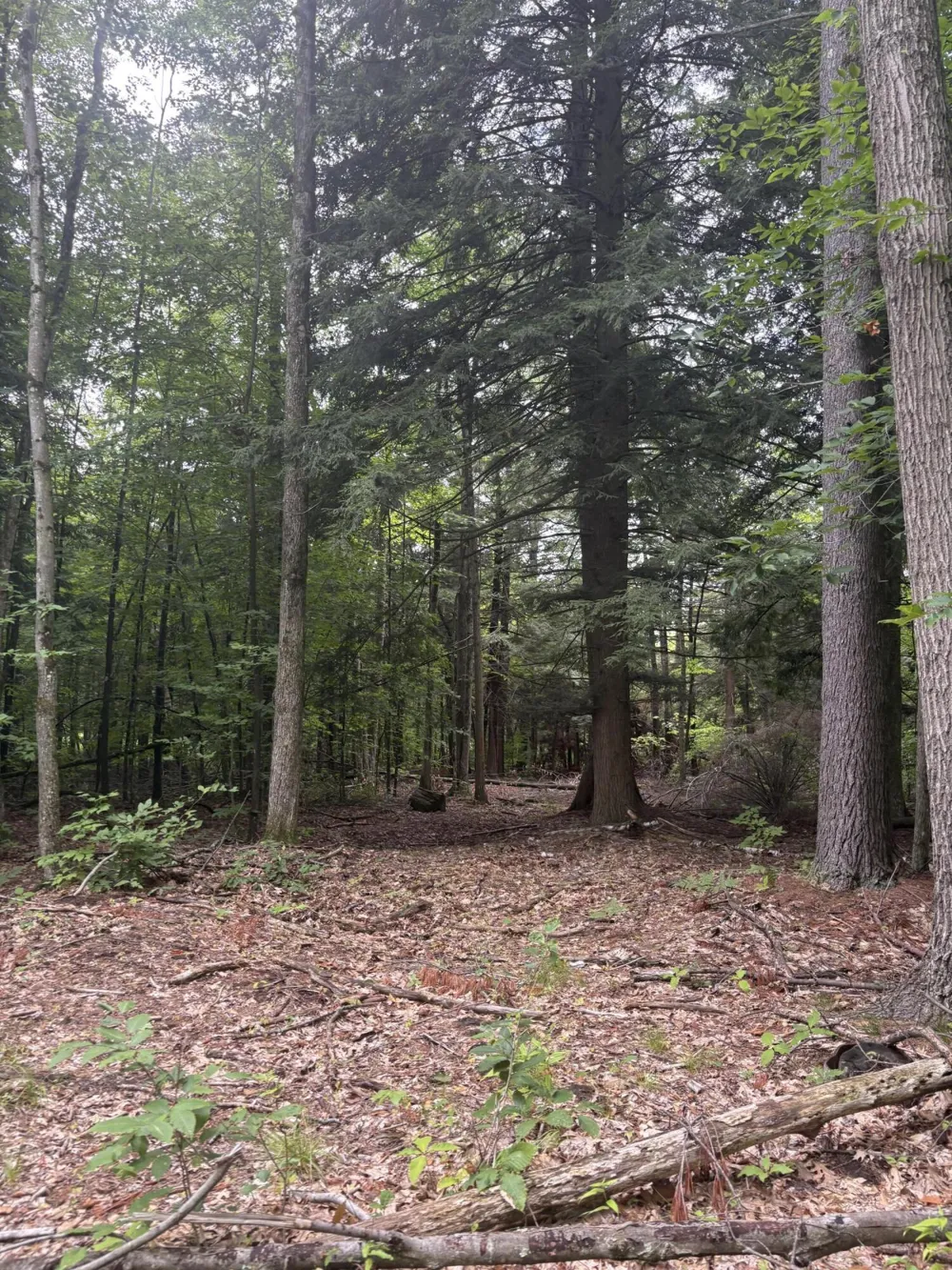 5 Mile Road Morley, MI 49336