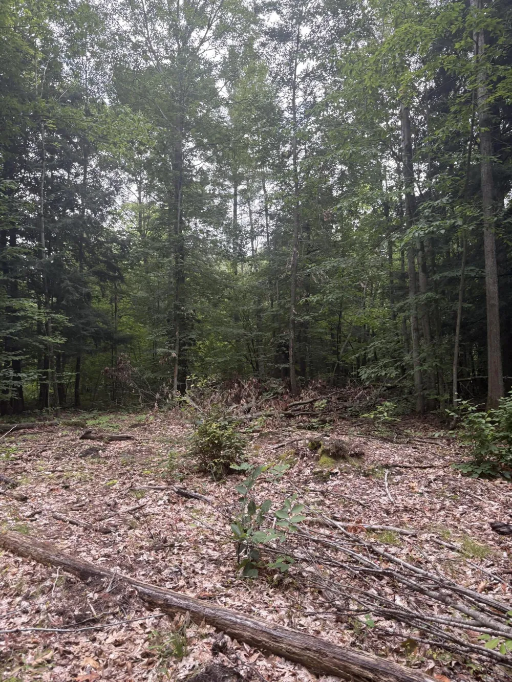 5 Mile Road Morley, MI 49336