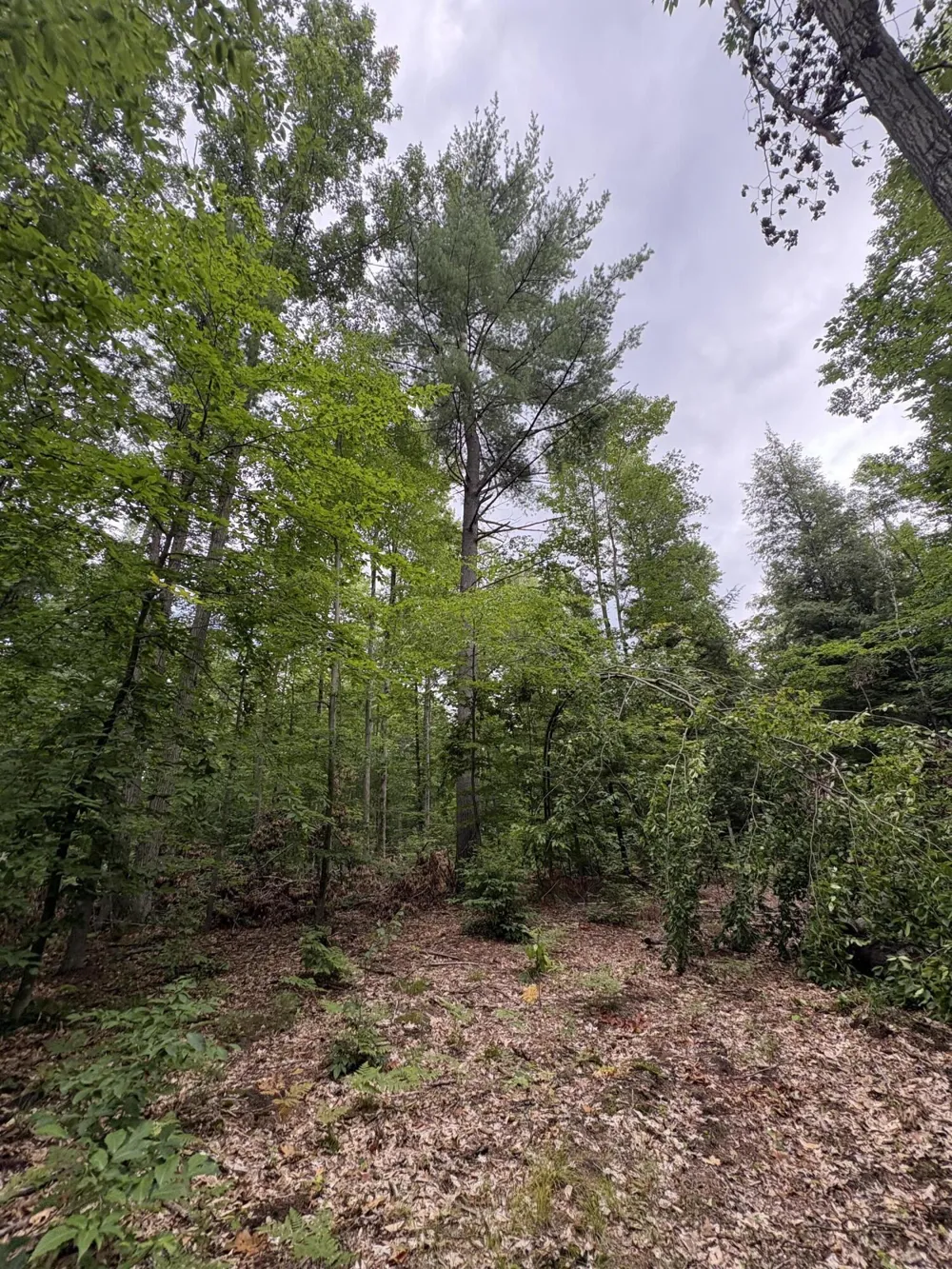 5 Mile Road Morley, MI 49336