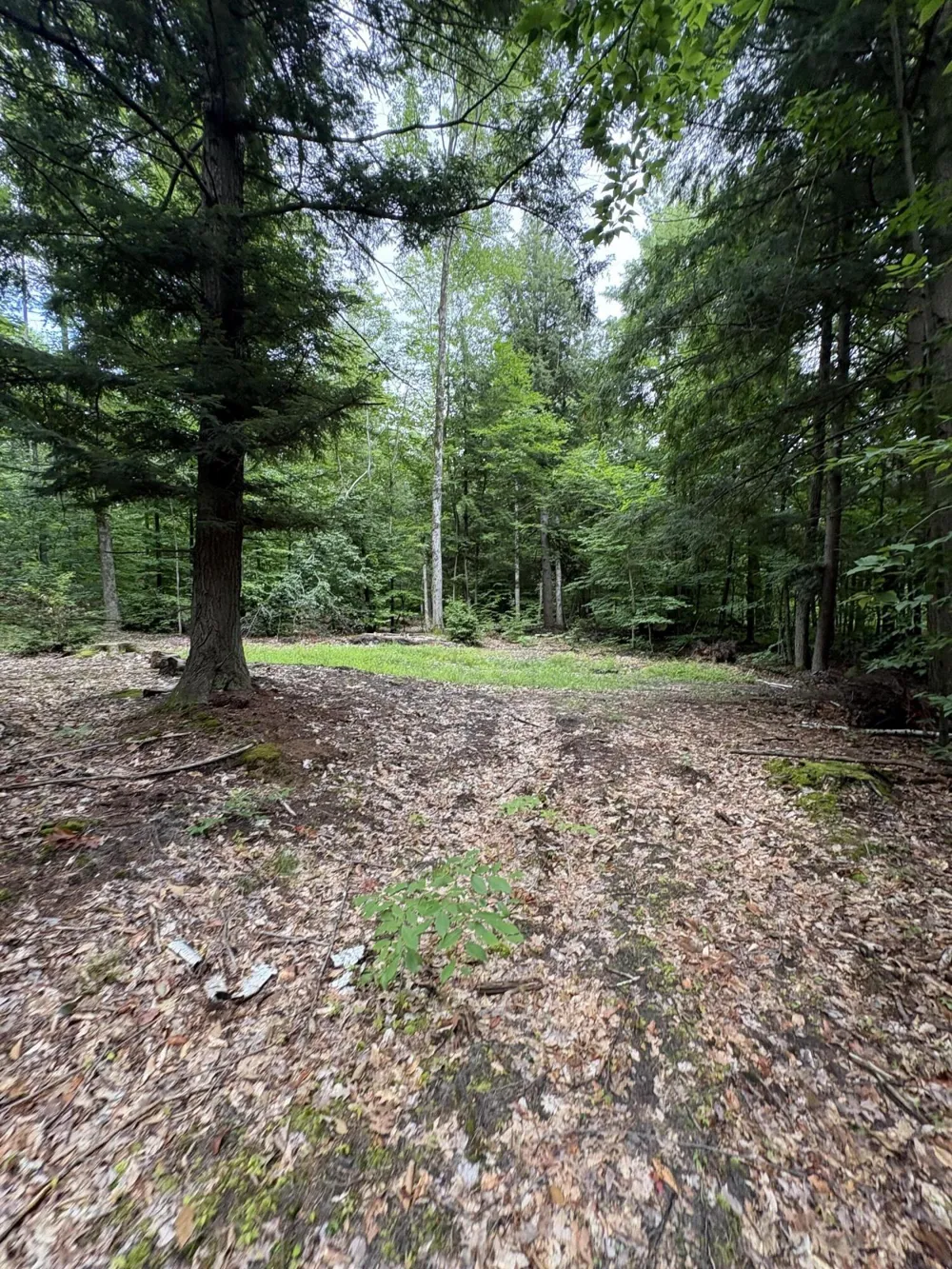 5 Mile Road Morley, MI 49336