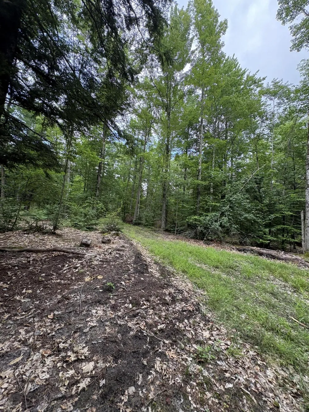 5 Mile Road Morley, MI 49336