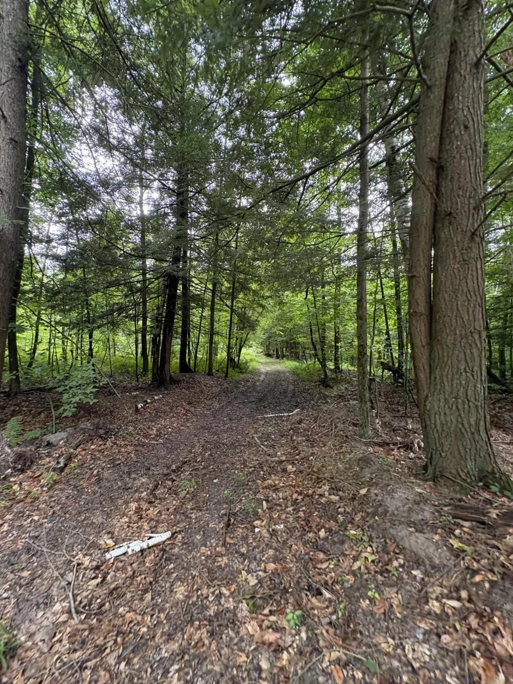 5 Mile Road Morley, MI 49336