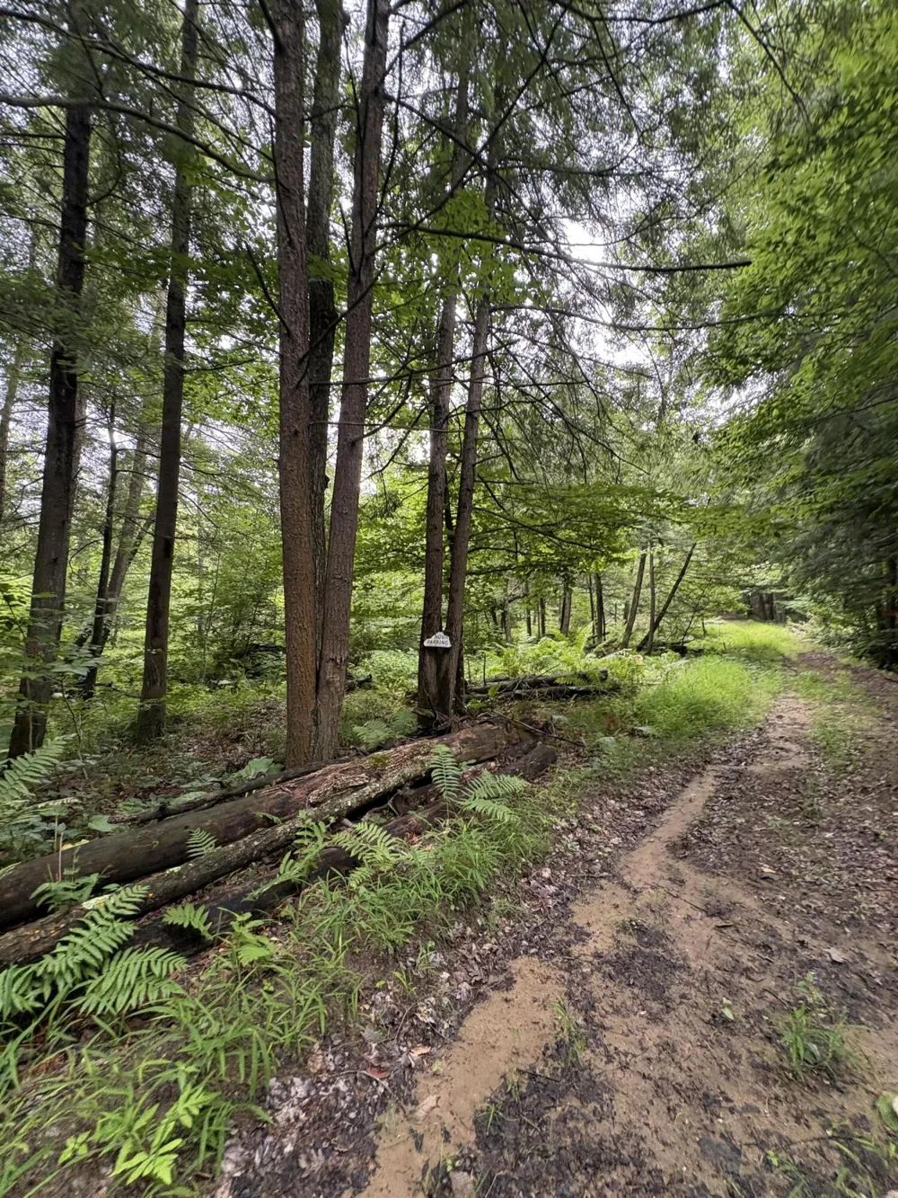 5 Mile Road Morley, MI 49336